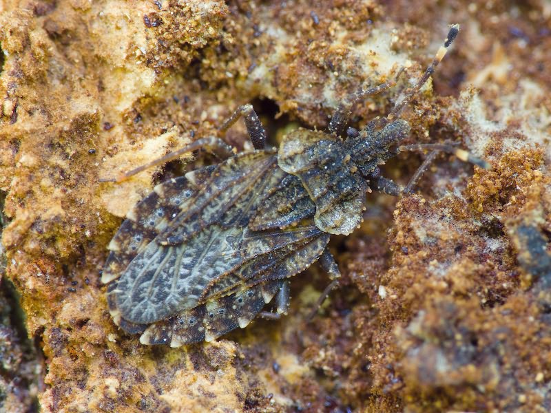 Aradus betulae (Linnaeus, 1758)